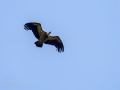Buitre leonado - Gyps fulvus - Voltor comú