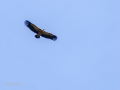 Buitre leonado - Gyps fulvus - Voltor comú