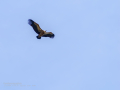 Buitre leonado - Gyps fulvus - Voltor comú