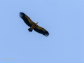 Buitre leonado - Gyps fulvus - Voltor comú