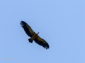 Buitre leonado - Gyps fulvus - Voltor comú