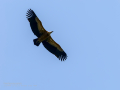 Buitre leonado - Gyps fulvus - Voltor comú