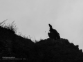 Buitre leonado - Gyps fulvus - Voltor comú