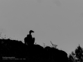 Buitre leonado - Gyps fulvus - Voltor comú