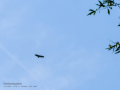 Buitre leonado - Gyps fulvus - Voltor comú