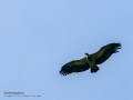Buitre leonado - Gyps fulvus - Voltor comú