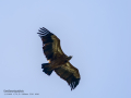Buitre leonado - Gyps fulvus - Voltor comú