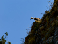 Buitre leonado - Gyps fulvus - Voltor comú