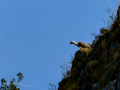 Buitre leonado - Gyps fulvus - Voltor comú