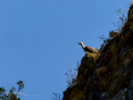 Buitre leonado - Gyps fulvus - Voltor comú