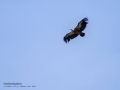 Buitre leonado - Gyps fulvus - Voltor comú