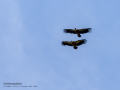 Buitre leonado - Gyps fulvus - Voltor comú