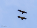 Buitre leonado - Gyps fulvus - Voltor comú