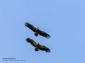 Buitre leonado - Gyps fulvus - Voltor comú
