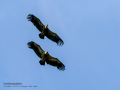 Buitre leonado - Gyps fulvus - Voltor comú