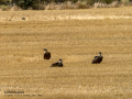 Buitre leonado - Gyps fulvus - Voltor comú