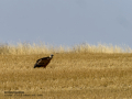 Buitre leonado - Gyps fulvus - Voltor comú