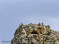 Buitre leonado - Gyps fulvus - Voltor comú