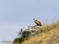 Buitre leonado - Gyps fulvus - Voltor comú