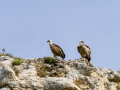 Buitre leonado - Gyps fulvus - Voltor comú