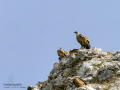Buitre leonado - Gyps fulvus - Voltor comú