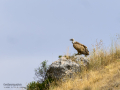 Buitre leonado - Gyps fulvus - Voltor comú