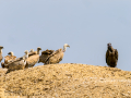 Buitre leonado - Gyps fulvus - Voltor comú
