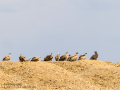 Buitre leonado - Gyps fulvus - Voltor comú