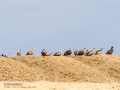 Buitre leonado - Gyps fulvus - Voltor comú
