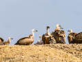 Buitre leonado - Gyps fulvus - Voltor comú