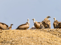 Buitre leonado - Gyps fulvus - Voltor comú