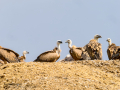 Buitre leonado - Gyps fulvus - Voltor comú