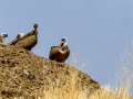 Buitre leonado - Gyps fulvus - Voltor comú
