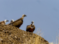 Buitre leonado - Gyps fulvus - Voltor comú