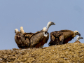 Buitre leonado - Gyps fulvus - Voltor comú