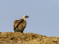 Buitre leonado - Gyps fulvus - Voltor comú
