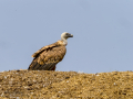 Buitre leonado - Gyps fulvus - Voltor comú