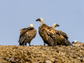 Buitre leonado - Gyps fulvus - Voltor comú