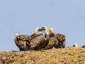 Buitre leonado - Gyps fulvus - Voltor comú