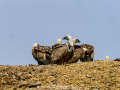 Buitre leonado - Gyps fulvus - Voltor comú