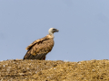 Buitre leonado - Gyps fulvus - Voltor comú