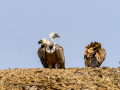 Buitre leonado - Gyps fulvus - Voltor comú