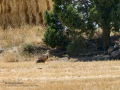Buitre leonado - Gyps fulvus - Voltor comú
