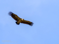 Buitre leonado - Gyps fulvus - Voltor comú