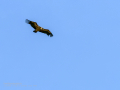 Buitre leonado - Gyps fulvus - Voltor comú