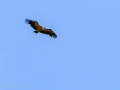 Buitre leonado - Gyps fulvus - Voltor comú