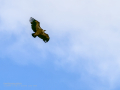 Buitre leonado - Gyps fulvus - Voltor comú