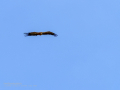 Buitre leonado - Gyps fulvus - Voltor comú