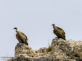 Buitre leonado - Gyps fulvus - Voltor comú