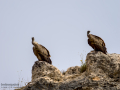 Buitre leonado - Gyps fulvus - Voltor comú